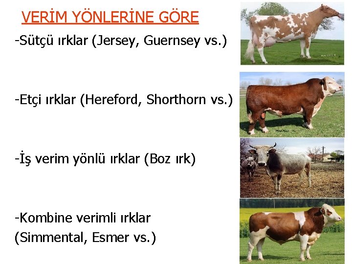 VERİM YÖNLERİNE GÖRE -Sütçü ırklar (Jersey, Guernsey vs. ) -Etçi ırklar (Hereford, Shorthorn vs.