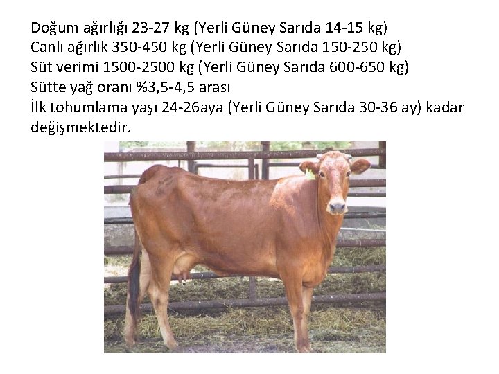 Doğum ağırlığı 23 -27 kg (Yerli Güney Sarıda 14 -15 kg) Canlı ağırlık 350