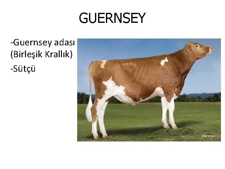 GUERNSEY -Guernsey adası (Birleşik Krallık) -Sütçü 