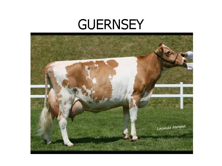 GUERNSEY 