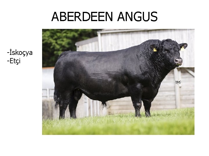 ABERDEEN ANGUS -İskoçya -Etçi 