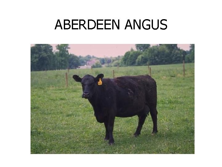 ABERDEEN ANGUS 