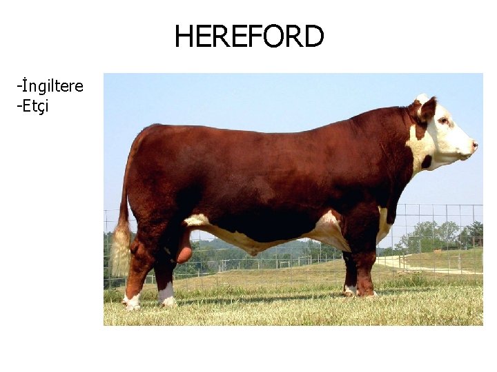 HEREFORD -İngiltere -Etçi 