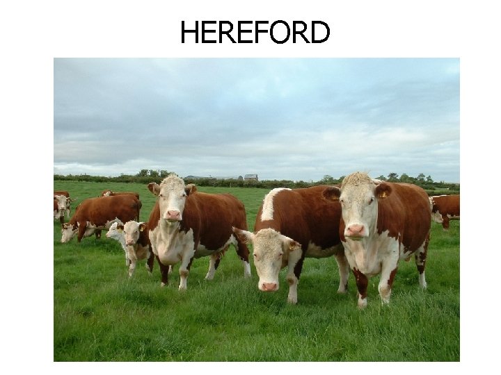 HEREFORD 