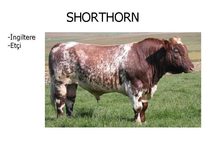 SHORTHORN -İngiltere -Etçi 