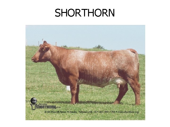 SHORTHORN 