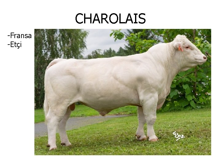 CHAROLAIS -Fransa -Etçi 