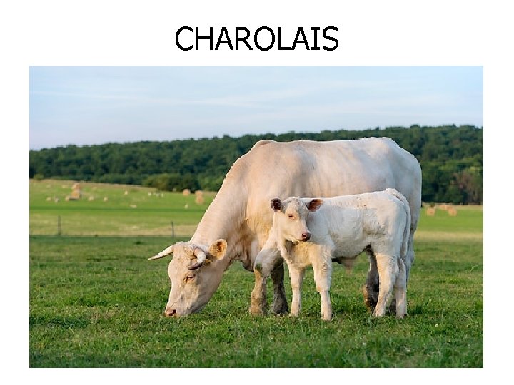 CHAROLAIS 