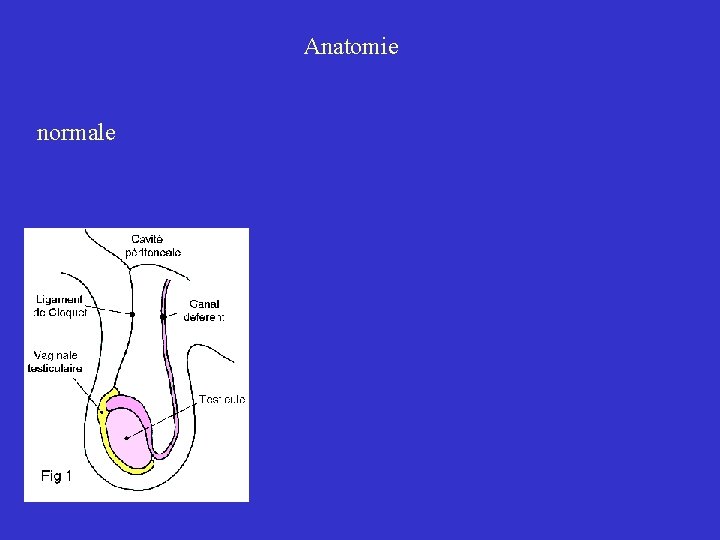 Anatomie normale 