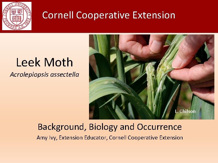 Cornell Cooperative Extension Leek Moth Acrolepiopsis assectella L. Chilson Background, Biology and Occurrence Amy