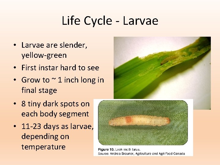 Life Cycle - Larvae • Larvae are slender, yellow-green • First instar hard to