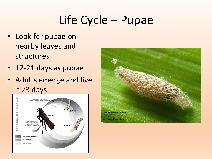 Life Cycle – Pupae • Look for pupae on nearby leaves and structures •
