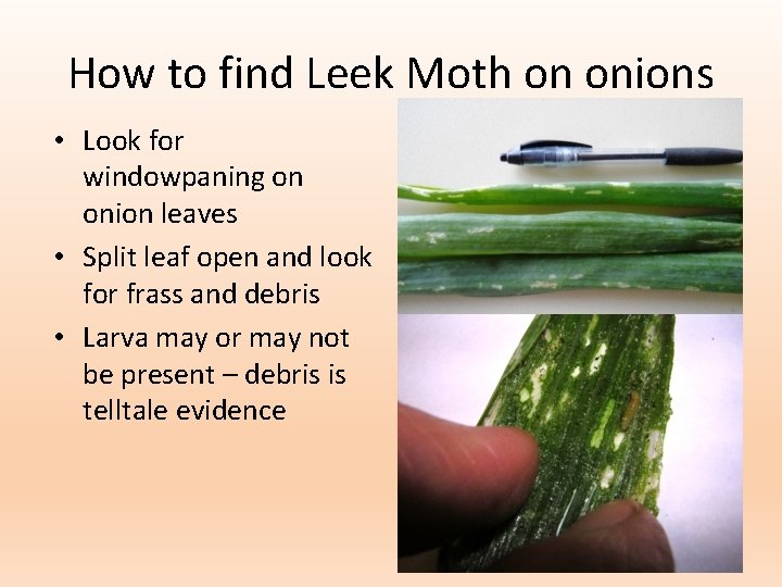 How to find Leek Moth on onions • Look for windowpaning on onion leaves