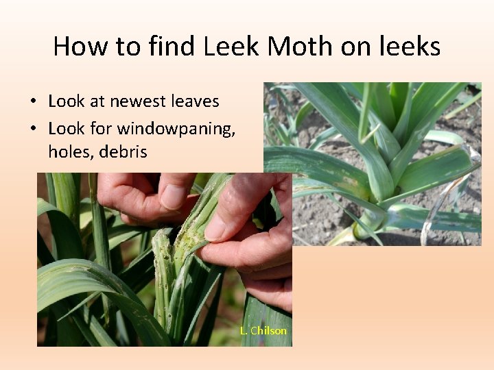 How to find Leek Moth on leeks • Look at newest leaves • Look