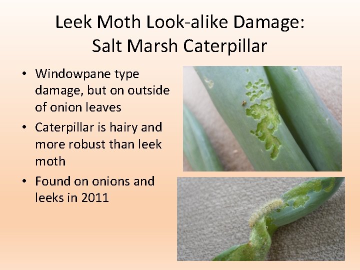 Leek Moth Look-alike Damage: Salt Marsh Caterpillar • Windowpane type damage, but on outside