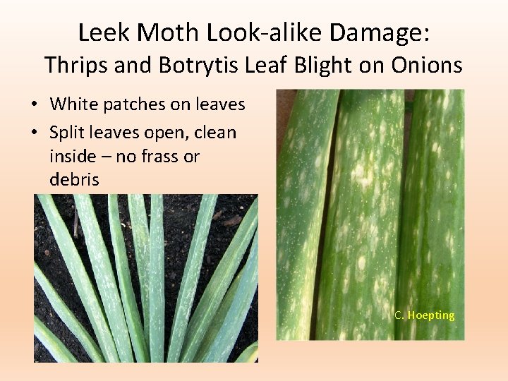 Leek Moth Look-alike Damage: Thrips and Botrytis Leaf Blight on Onions • White patches