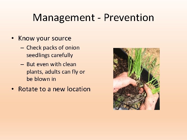 Management - Prevention • Know your source – Check packs of onion seedlings carefully