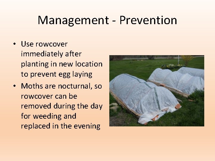 Management - Prevention • Use rowcover immediately after planting in new location to prevent