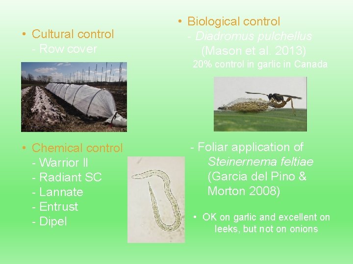  • Cultural control - Row cover • Biological control - Diadromus pulchellus (Mason