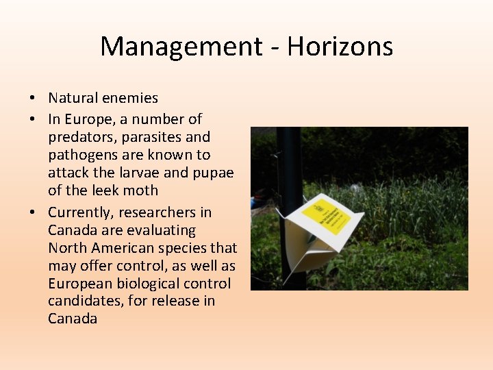 Management - Horizons • Natural enemies • In Europe, a number of predators, parasites