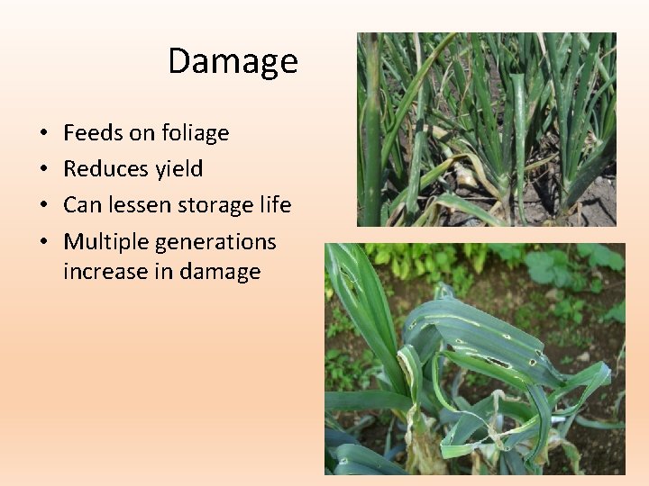 Damage • • Feeds on foliage Reduces yield Can lessen storage life Multiple generations