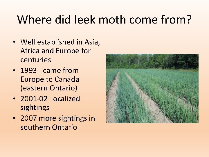 Where did leek moth come from? • Well established in Asia, Africa and Europe