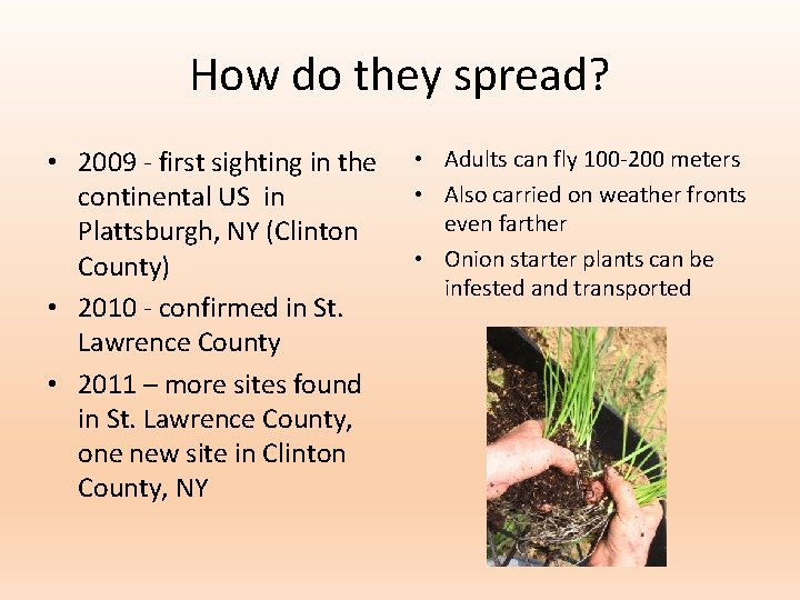 How do they spread? • 2009 - first sighting in the continental US in