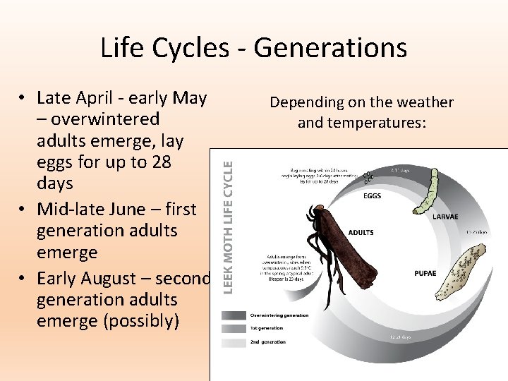 Life Cycles - Generations • Late April - early May – overwintered adults emerge,