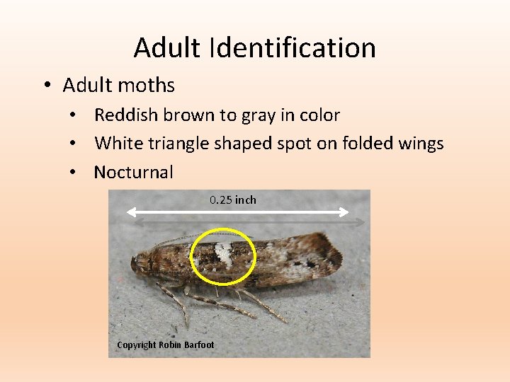 Adult Identification • Adult moths • Reddish brown to gray in color • White