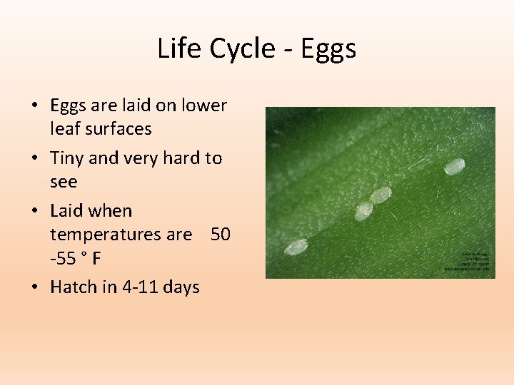 Life Cycle - Eggs • Eggs are laid on lower leaf surfaces • Tiny