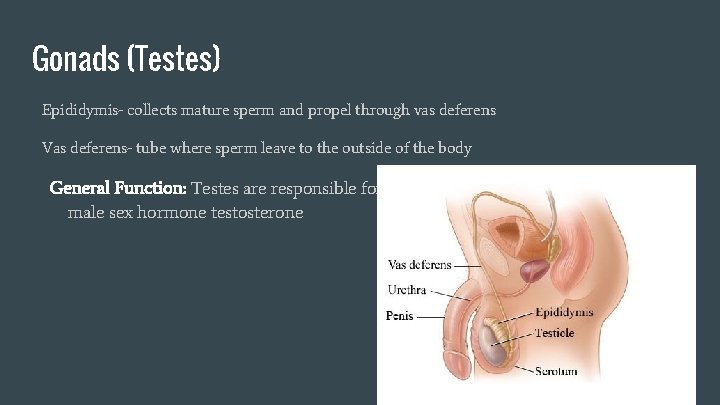 Gonads (Testes) Epididymis- collects mature sperm and propel through vas deferens Vas deferens- tube