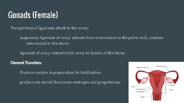 Gonads (Female) Two peritoneal ligaments attach to the ovary: suspensory ligament of ovary: extends