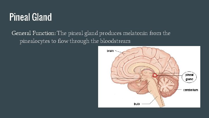 Pineal Gland General Function: The pineal gland produces melatonin from the pinealocytes to flow