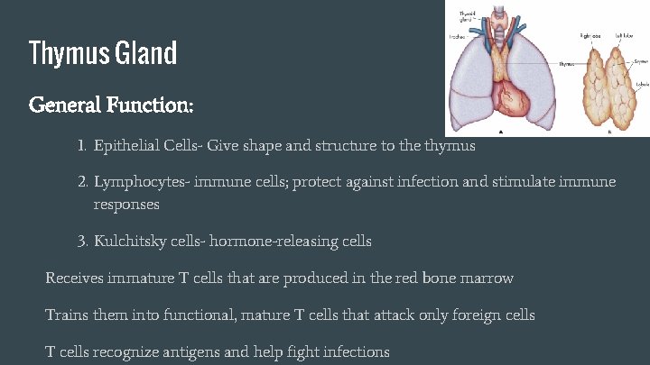 Thymus Gland General Function: 1. Epithelial Cells- Give shape and structure to the thymus