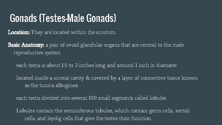 Gonads (Testes-Male Gonads) Location: They are located within the scrotum. Basic Anatomy: a pair