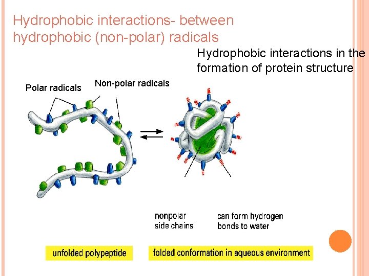 Hydrophobic interactions- between hydrophobic (non-polar) radicals Hydrophobic interactions in the formation of protein structure