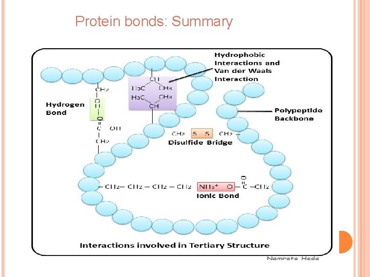 Protein bonds: Summary 
