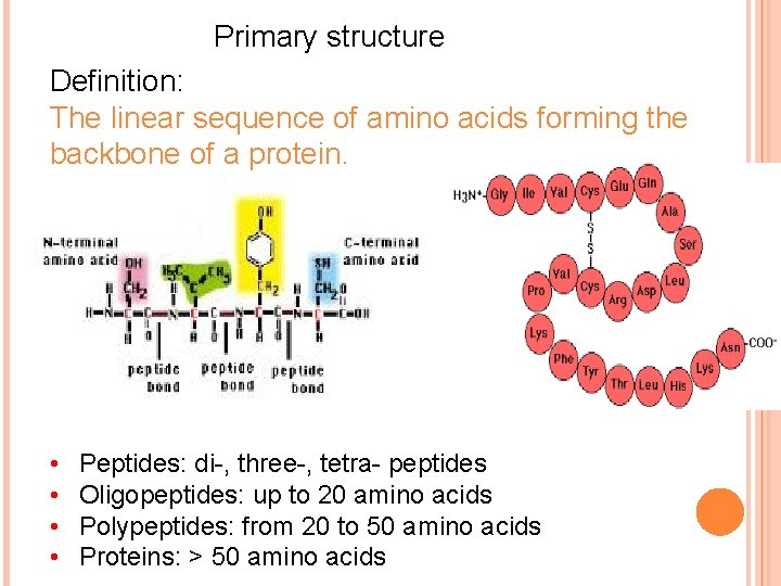 Primary structure Definition: The linear sequence of amino acids forming the backbone of a