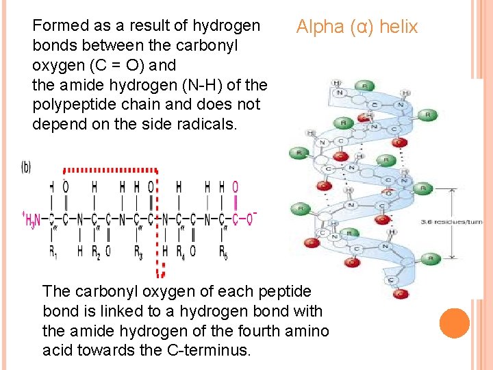 Formed as a result of hydrogen bonds between the carbonyl oxygen (C = O)