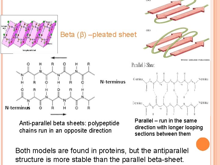 Beta (β) –pleated sheet N-terminus Anti-parallel beta sheets: polypeptide chains run in an opposite