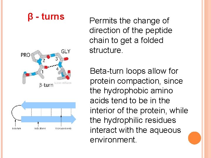 β - turns Permits the change of direction of the peptide chain to get