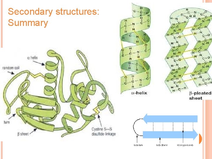 Secondary structures: Summary 