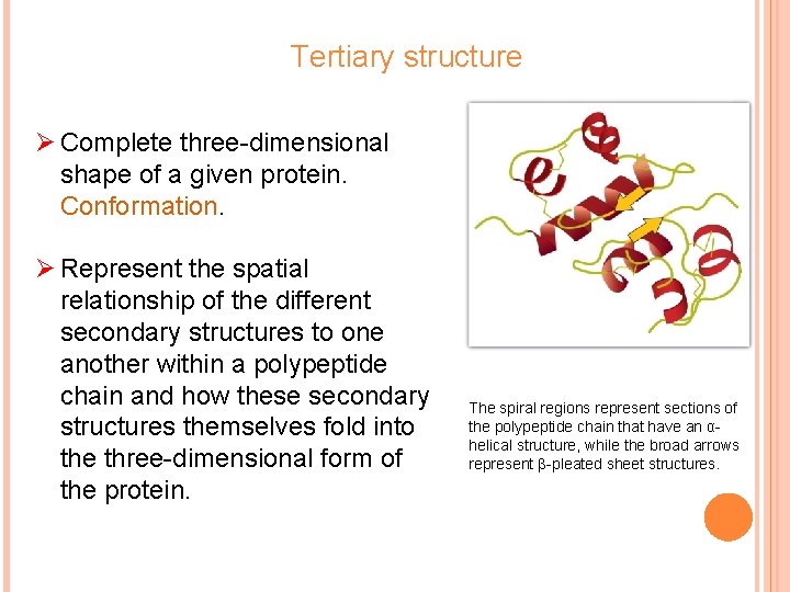 Tertiary structure Ø Complete three-dimensional shape of a given protein. Conformation. Ø Represent the