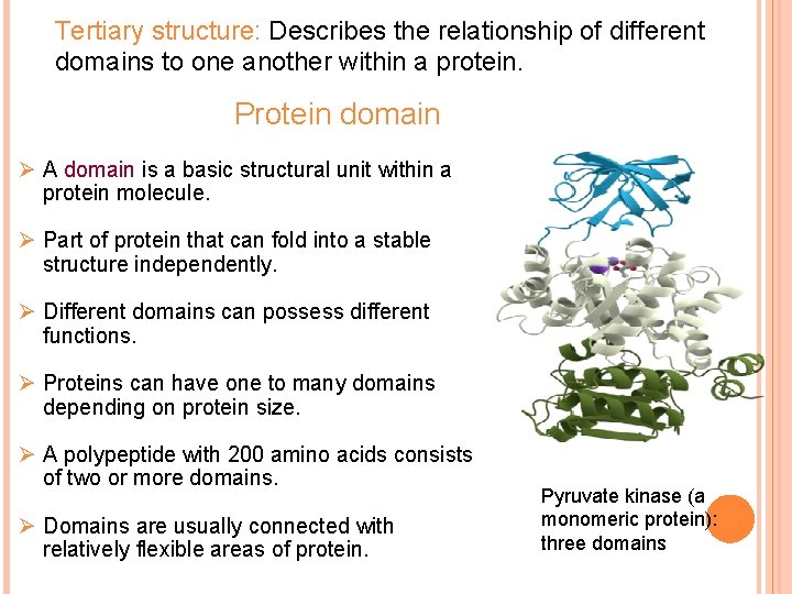 Tertiary structure: Describes the relationship of different domains to one another within a protein.