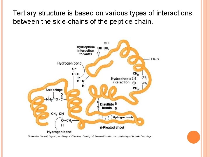 Tertiary structure is based on various types of interactions between the side-chains of the