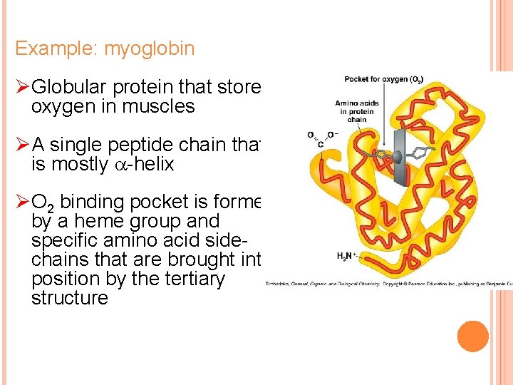 Example: myoglobin ØGlobular protein that stores oxygen in muscles ØA single peptide chain that