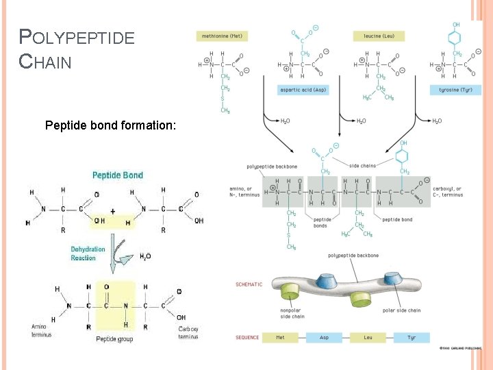 POLYPEPTIDE CHAIN Peptide bond formation: 