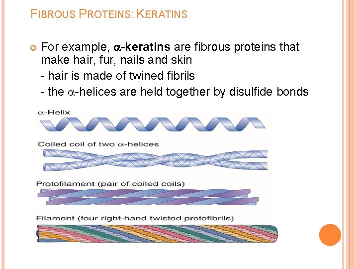 FIBROUS PROTEINS: KERATINS For example, -keratins are fibrous proteins that make hair, fur, nails