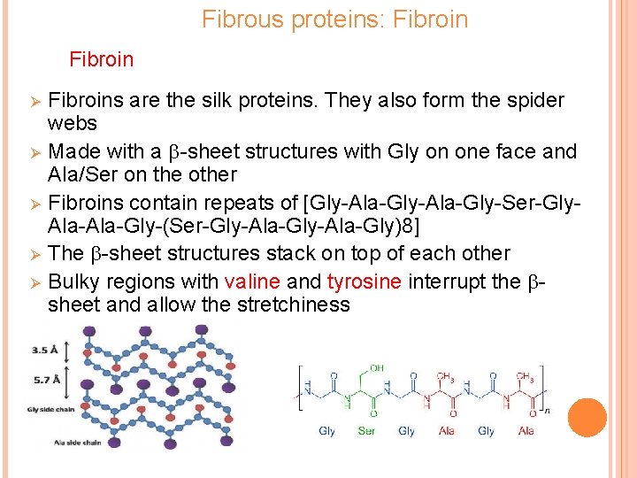 Fibrous proteins: Fibroin Ø Ø Ø Fibroins are the silk proteins. They also form
