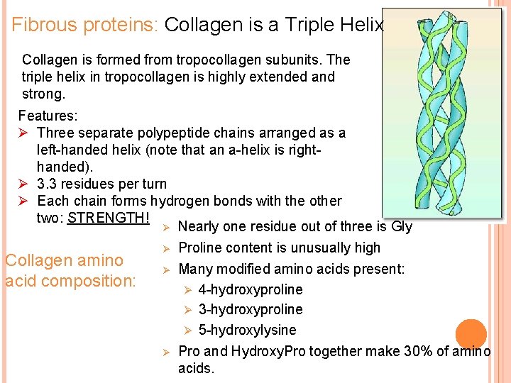 Fibrous proteins: Collagen is a Triple Helix Collagen is formed from tropocollagen subunits. The